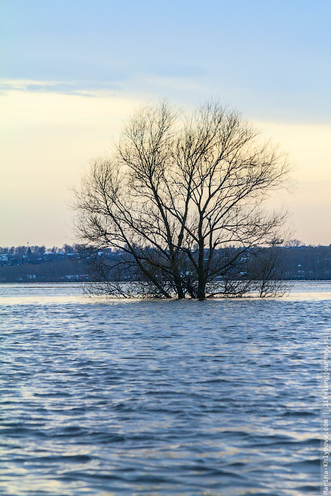 Дерево на заливном лугу в разлив