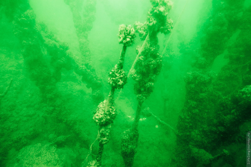 Подводный лес
