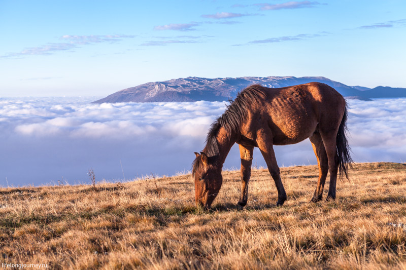 Лошадь на фоне облаков