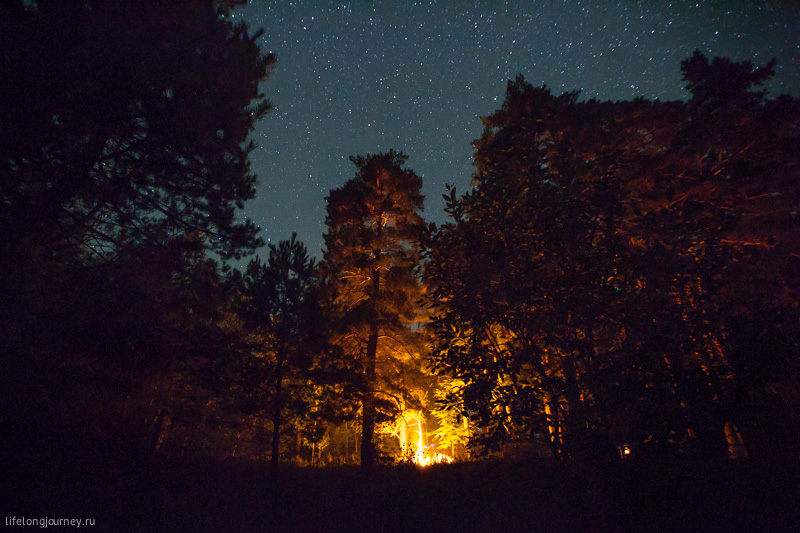 Звездное небо над лесом