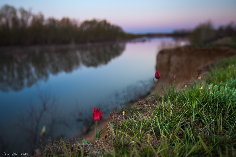 Тюльпаны на берегу Урала