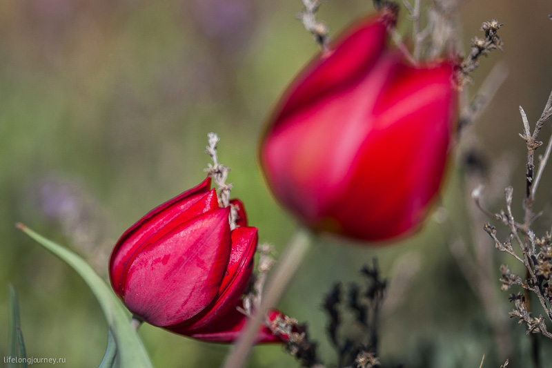 Казахские тюльпаны