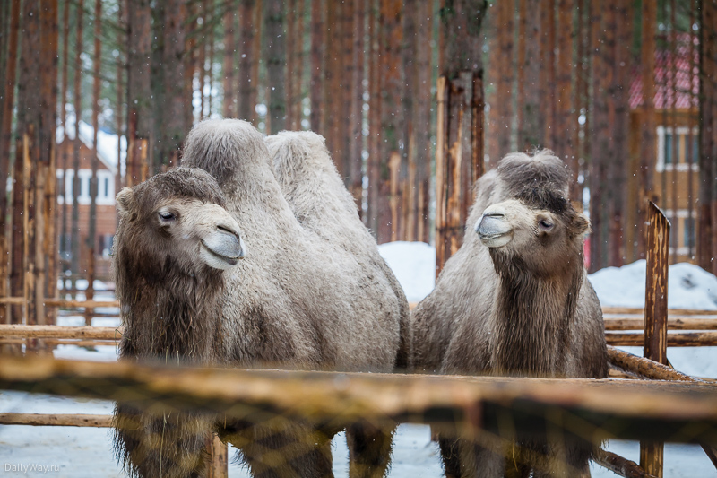 Пушистые верблюды в Зоопарке Деда Мороза